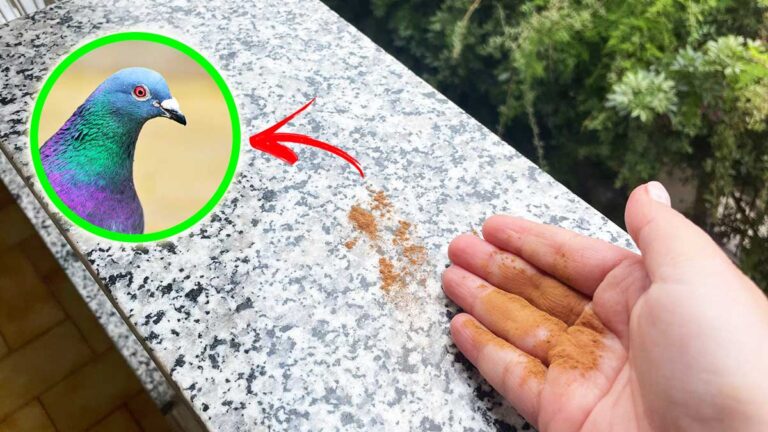 Come Allontanare I Piccioni Dal Marmo Del Balcone Con Questi 5 1 Rimedi