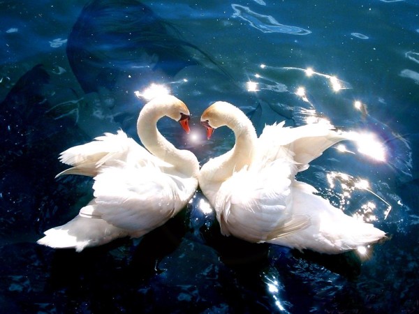 cigno amore