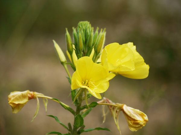 olio di enotera