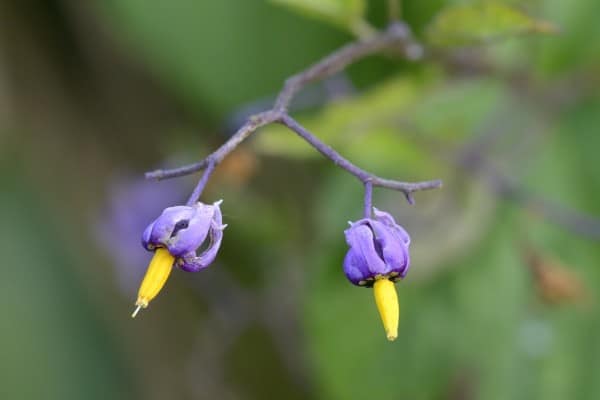 dulcamara-pianta-verruche