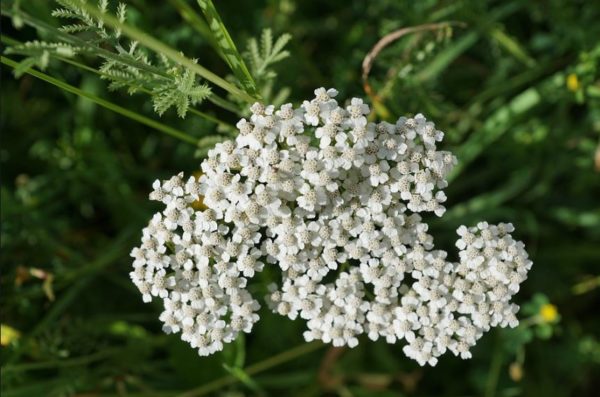 achillea