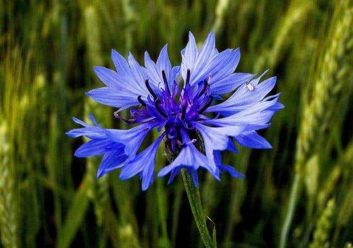 I Benefici Del Fiordaliso Antinfiammatorio Per Occhi Pelle