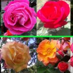 Come avere rose bellissime nel tuo giardino!