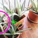 Come coltivare l’aloe vera a casa