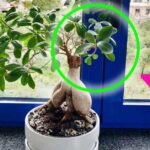 Come curare il ficus bonsai per averlo sempre bello?