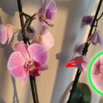 Come far fiorire l’orchidea nel cambio di stagione?