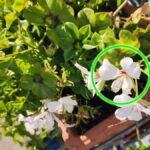 Conosci i GERANI PARIGINI? Sono bellissimi per il tuo balcone!