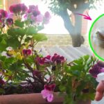 5 trucchetti per tenere lontani gli insetti dalle piante del balcone