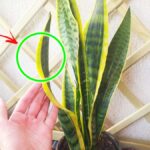 Come curare la Sansevieria quando fa caldo?