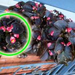 I 5 Consigli dei giardinieri per riempire il Balcone con la Begonia la pianta dai fiori coloratissimi