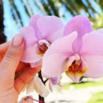 3+1 Cose che devi sapere ma che non ti dicono sull’Orchidea