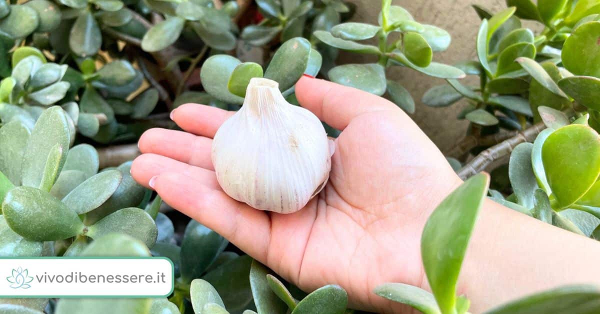 Come fare il succo d’aglio anti insetti