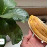 5 cose che pulisco con le bucce di banana